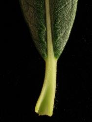 Salix viminalis. Leaf lamina base and petiole.
 Image: D. Glenny © Landcare Research 2020 CC BY 4.0